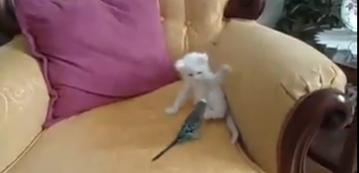 Yavru kedi ile muhabbet kuşunun oyunu