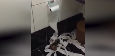 Yavru kedilerin tuvalet kağıdıyla imtihanı