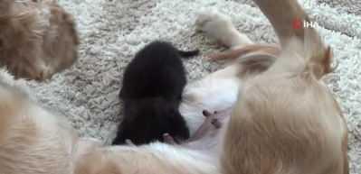 Yavru kediye annelik yapan k&ouml;pek ilgi odağı oldu!