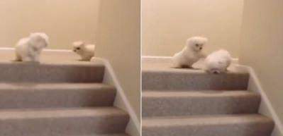 Yavru k&ouml;pek kavga ederken sahibine b&ouml;yle yakalandı