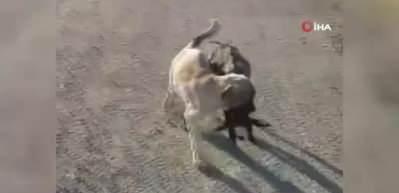 Yavru k&ouml;pek s&uuml;r&uuml;den ayrılan kuzuyu b&ouml;yle getirdi