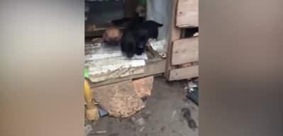 Yavru k&ouml;peklerin kahvaltı sevinci!