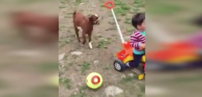 Yavru oğlakla &ccedil;ocuğun hayranlık uyandıran dostluğu