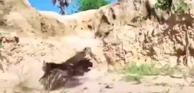 Yavrularını korumak i&ccedil;in şahine kafa tutan tavuk! 