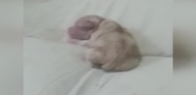 Yeni doğan k&ouml;pek &rsquo;anne&rsquo; diye bağırdı