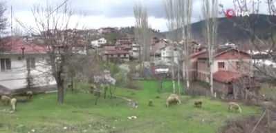 Yeşildere k&ouml;y&uuml; sessizliğe b&uuml;r&uuml;nd&uuml;