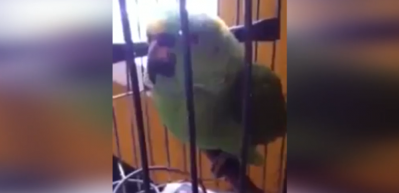 Yetenekli papağanın bebek taklidi g&uuml;ld&uuml;rd&uuml;