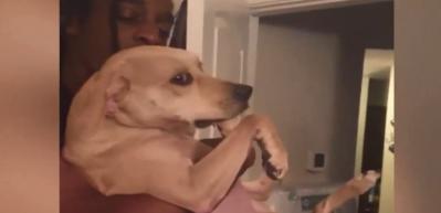Yıkanmak istemeyen k&ouml;pek, sahibine zor anlar yaşattı
