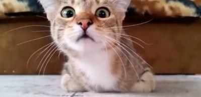 Yılın en iyi kedi videosu se&ccedil;ildi!