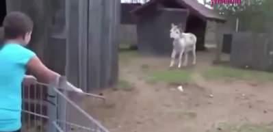 Yıllar sonra sahibini g&ouml;r&uuml;nce duygulanan eşek rekor kırdı!