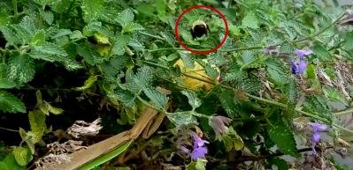 Yok b&ouml;yle avcılık! Yakaladığı gibi yedi
