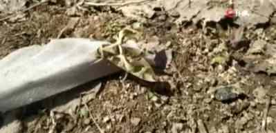 Y&uuml;ksekova&rsquo;da askeri kamuflaj desenli &lsquo;Mekik Kelebeği&rsquo; bulundu