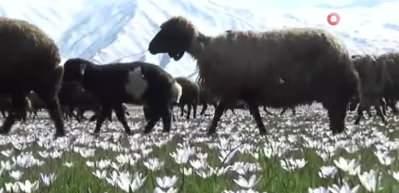 Y&uuml;ksekova&rsquo;da kartpostallık g&ouml;r&uuml;nt&uuml;ler