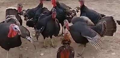 Y&uuml;rek yemiş horoz, hindilere savaş a&ccedil;tı!