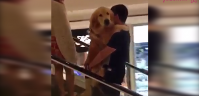 Y&uuml;r&uuml;yen merdivenden korkan k&ouml;pek