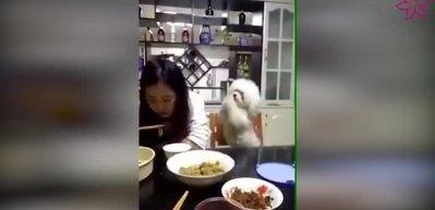 Yemek yemek isteyen k&ouml;pek