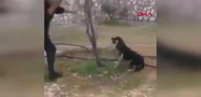 Zonguldak'ta bir k&ouml;peğin sopayla &ouml;ld&uuml;r&uuml;lmesi iddiasına a&ccedil;ıklama