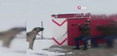 Zurnaya eşlik eden Kangal k&ouml;peğine sosyal medyada b&uuml;y&uuml;k beğeni