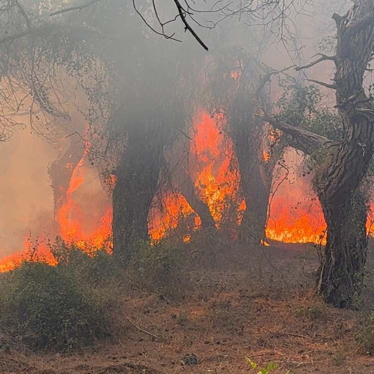 İSTANBUL SULTANGAZİ'DE ORMAN YANGINI ÇIKTI