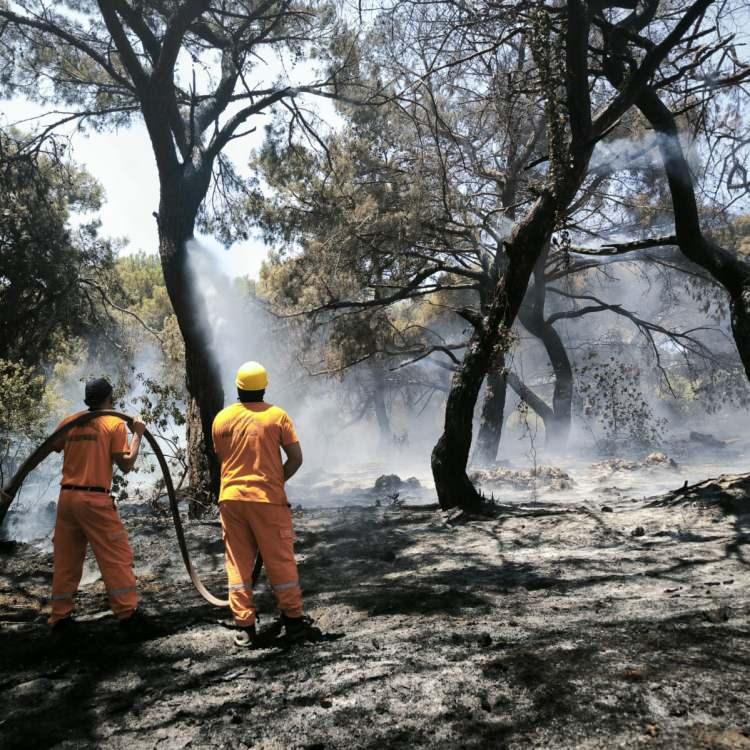 MUĞLA'DA ORMAN YANGINI