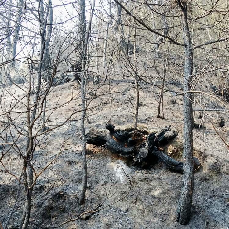 SAFRANBOLU'DA YANGIN DEVAM EDİYOR
