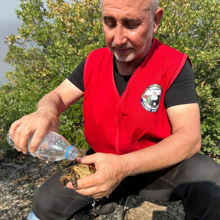 ORMANDA YAŞAYAN CANLILAR DA ZORDA