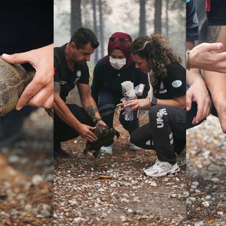 YANGINDA UMKE'DEN KAPLUMBAĞAYA ŞEFKAT ELİ