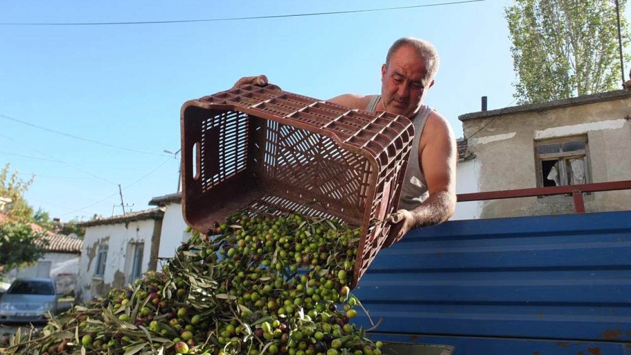 balikesirde yesil zeytin alimina baslandi 1666738682 8958 | Gündem Sivas™ | Sivas Haberleri