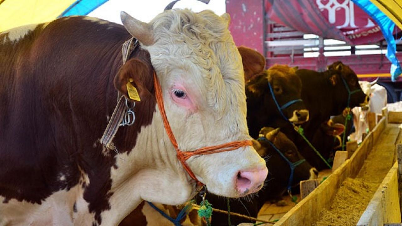 Büyükbaş hayvan sayısı açıklandı