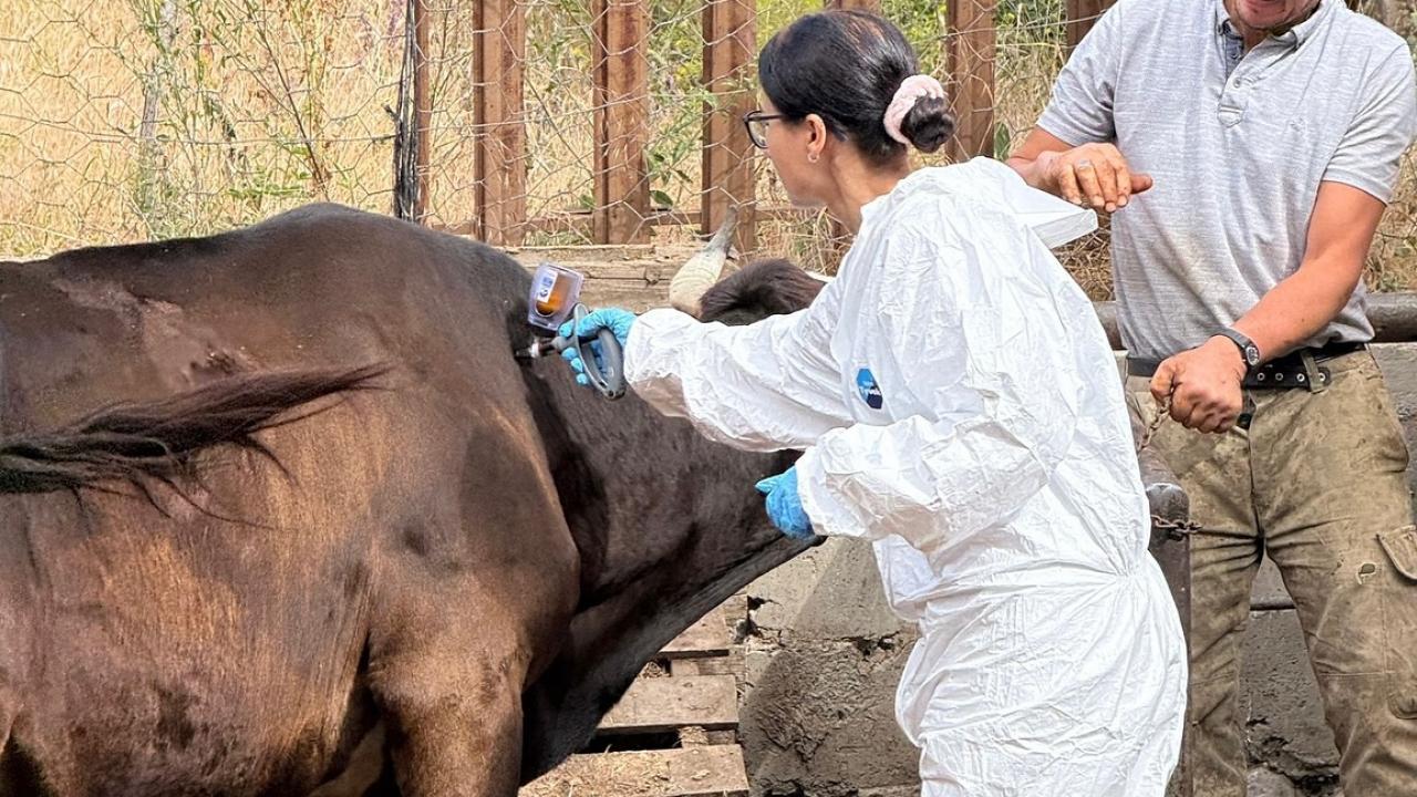 Kastamonu'da ‘şap’ şoku: 69 köye hayvan giriş- çıkışı yasaklandı