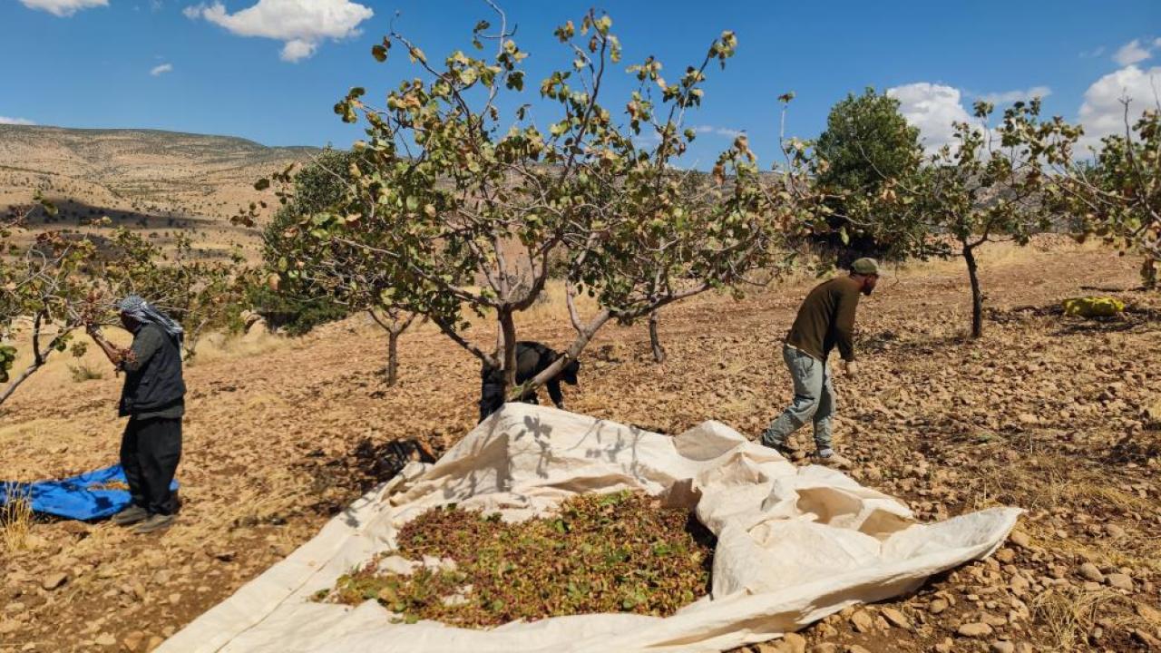 Siirt'te son durum: Fıstık hasadında sona gelindi