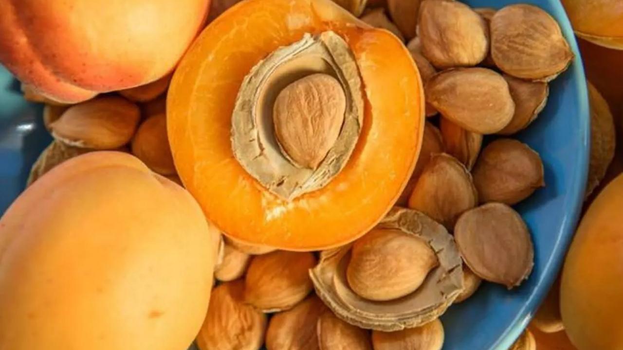 Uzman uyardı: Kayısı çekirdeği siyanür saçıyor, fazlası ölümcül!