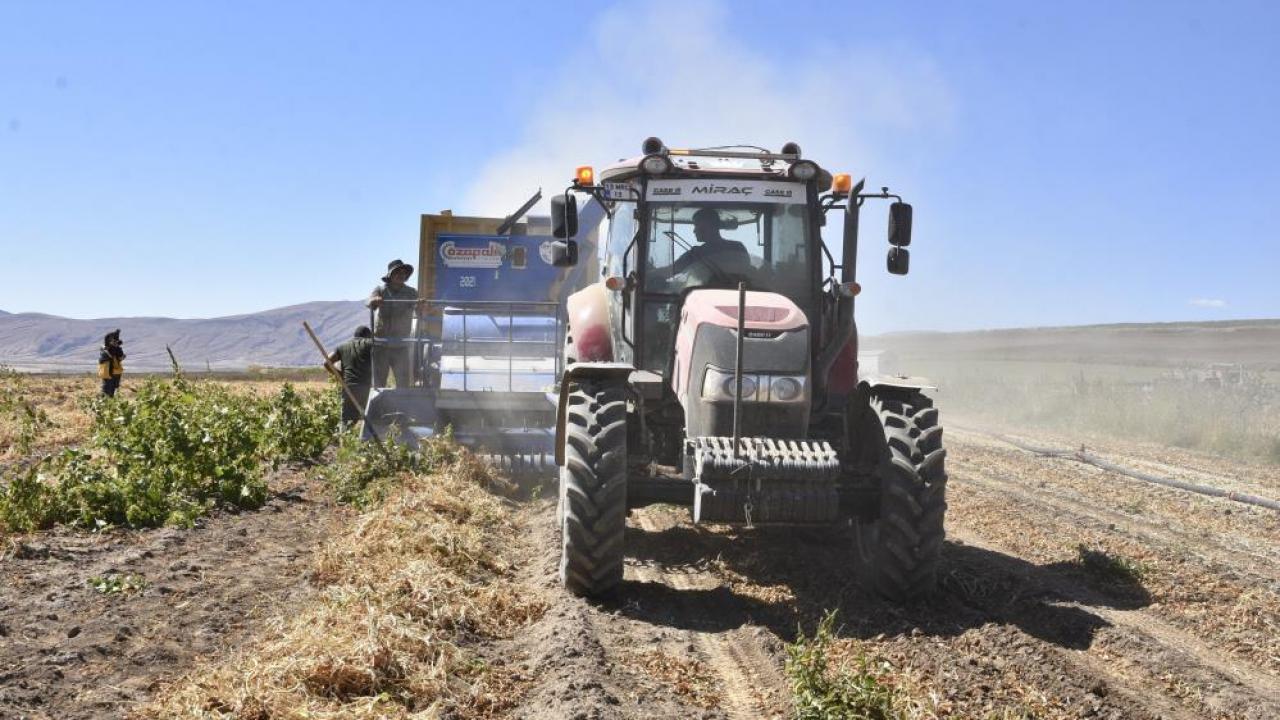 Bitlis'te kuru fasulye hasadında rekor: 37 bin ton üretim
