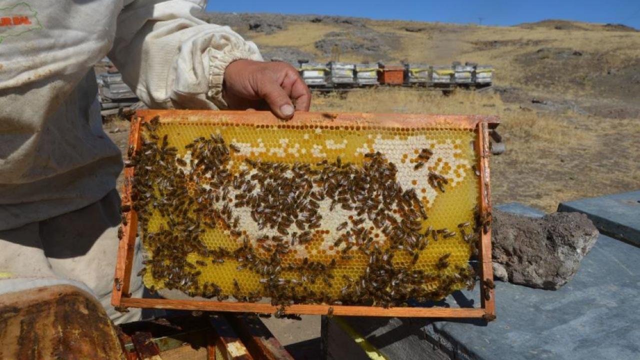 Malatya'da bal hasadı başladı: Fiyatlar belli oldu!