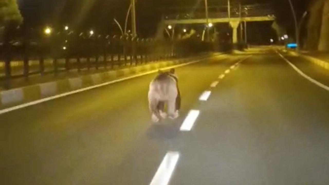 Tunceli’de kara yolunda bozayı sürprizi