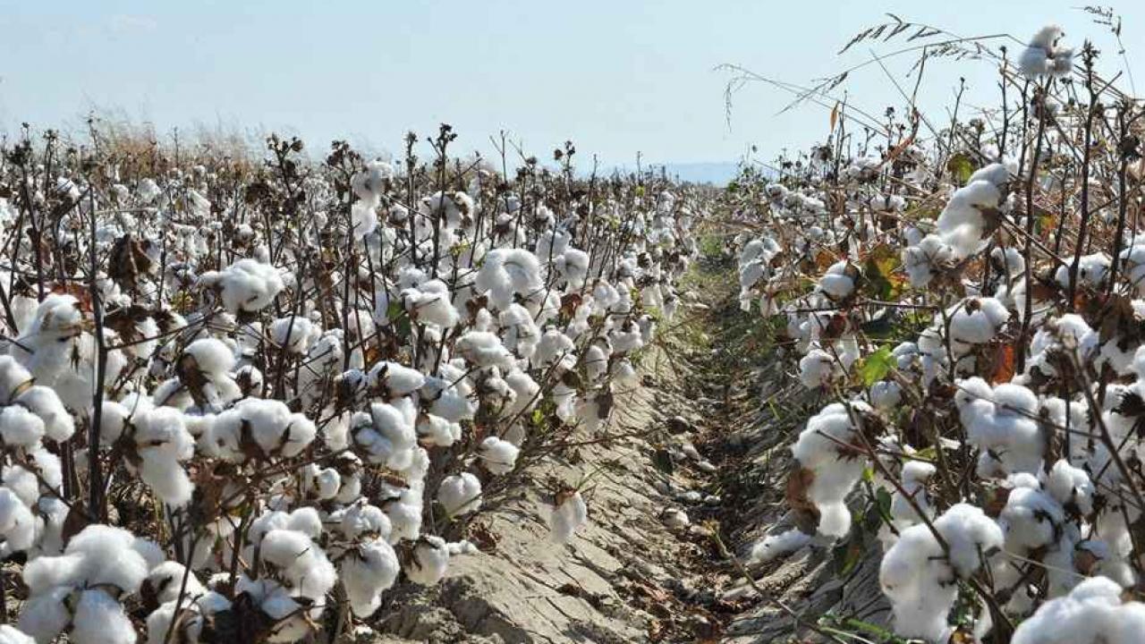 Ziraat Odası başkanından çarpıcı açıklama! 40 liranın altı üreticinin sonu olur!