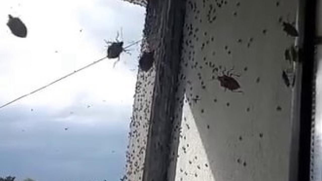 Kabus geri döndü! İki ilçeyi istila etti! Bina adeta renk değişti