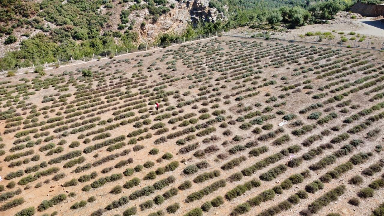 Osmaniye'de yeniden ekonomiye kazandırılan lavanta bahçesi kadınlara gelir kapısı oldu