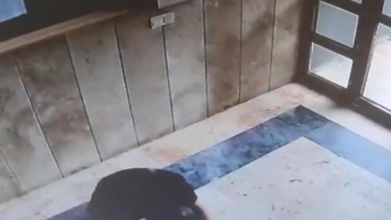 Başakşehir'de kediye işkence yapan sanığa 3 yıl 8 ay hapis cezası