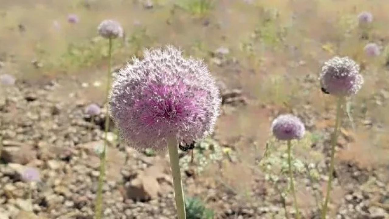 Dağ sarımsağını topladı, 557 bin lira ceza yedi!