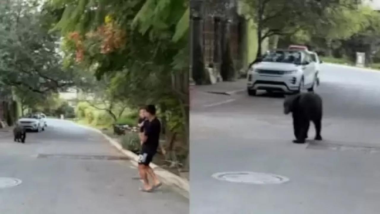 Dünya Kupalı yıldızı evinin önünde ayı kovaladı