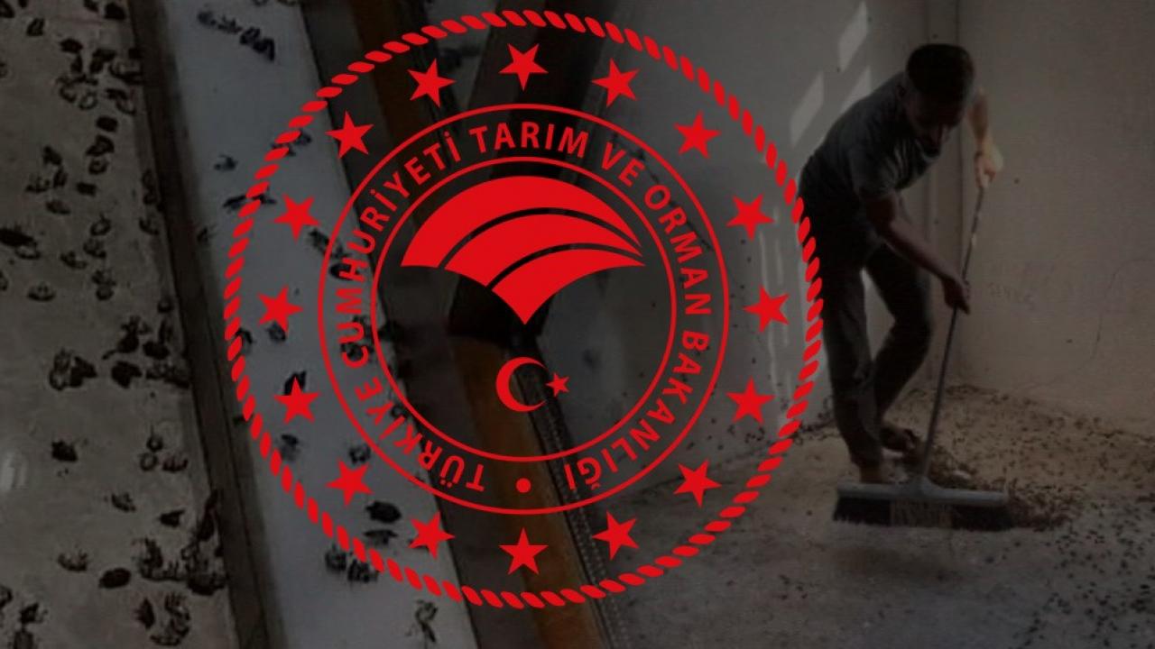 Karadeniz kokarca böceği istilası altında: Orman Bakanlığı’ndan kabusa son verecek plan