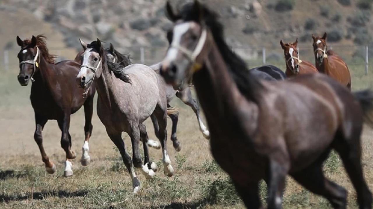 TİGEM 61 safkan Arap koşu tayı satacak