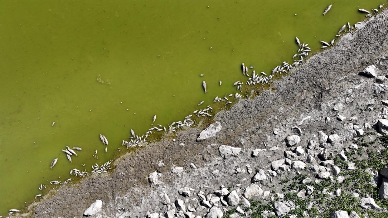 Göletin kıyılarında tedirgin eden görüntü