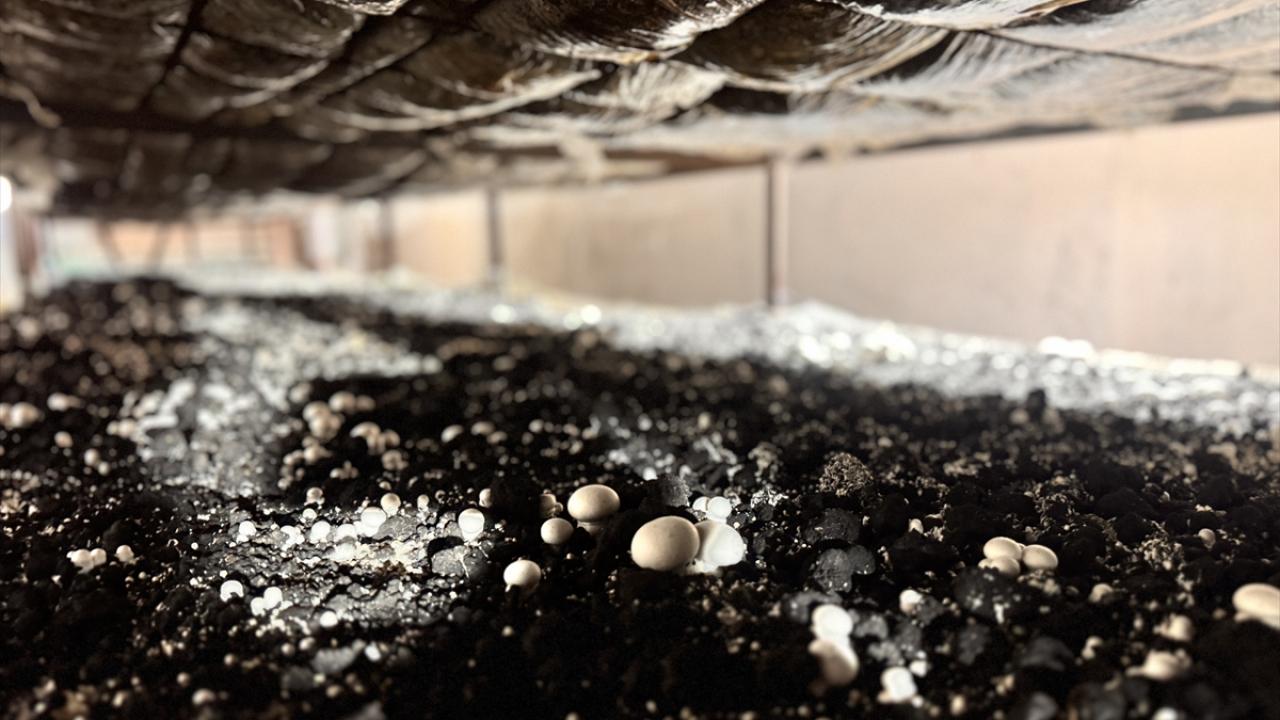 Kadın girişimci devlet desteğiyle kurduğu tesiste …