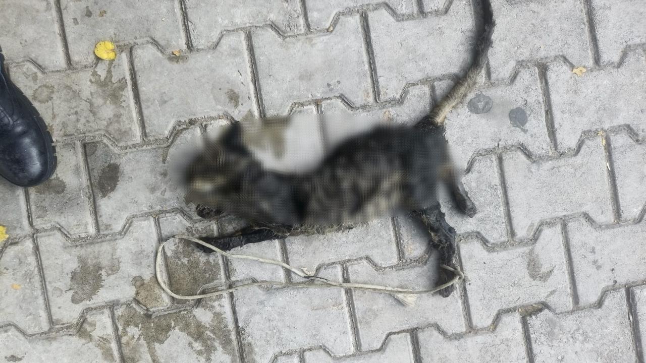 Yok böyle vicdansızlık! Yavru kediyi ayaklarından bağlayıp denize atmışlar