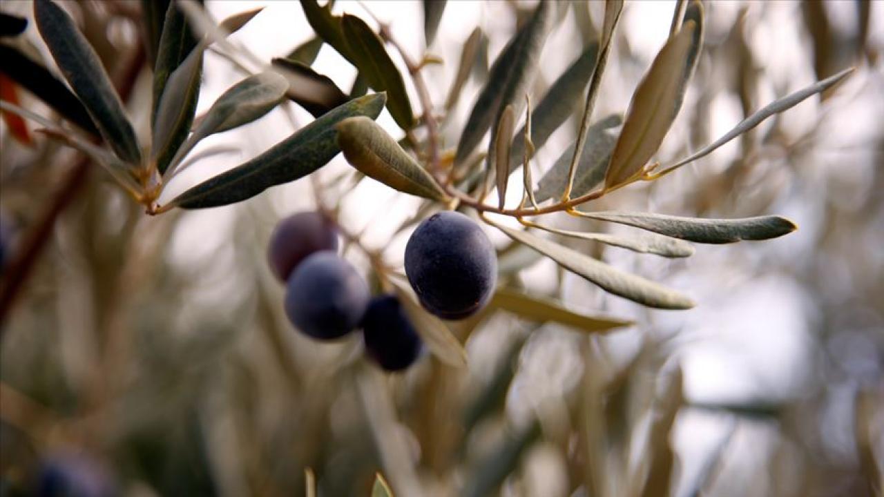 Zeytin rekoltesinde düşüş bekleniyor! ATB başkanı duyurdu