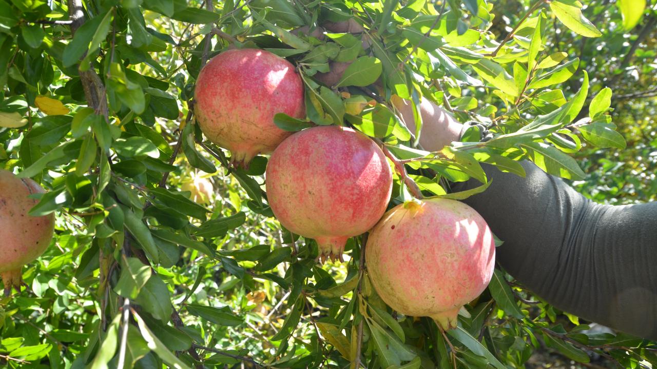 Geleneksel yöntemlerle katkısız üretip kilosunu 600 liradan satıyorlar