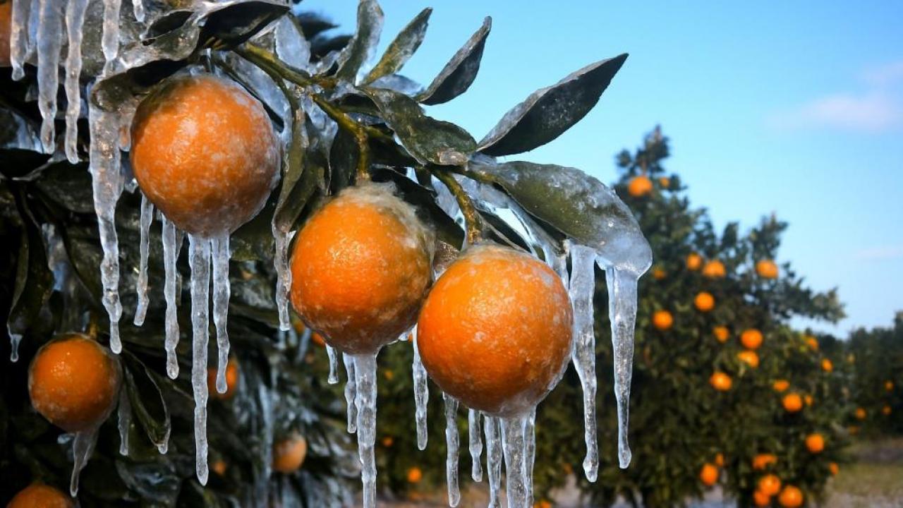 Zirai dondan etkilenen üreticilere 1,7 milyar lira yeni destek ödemesi