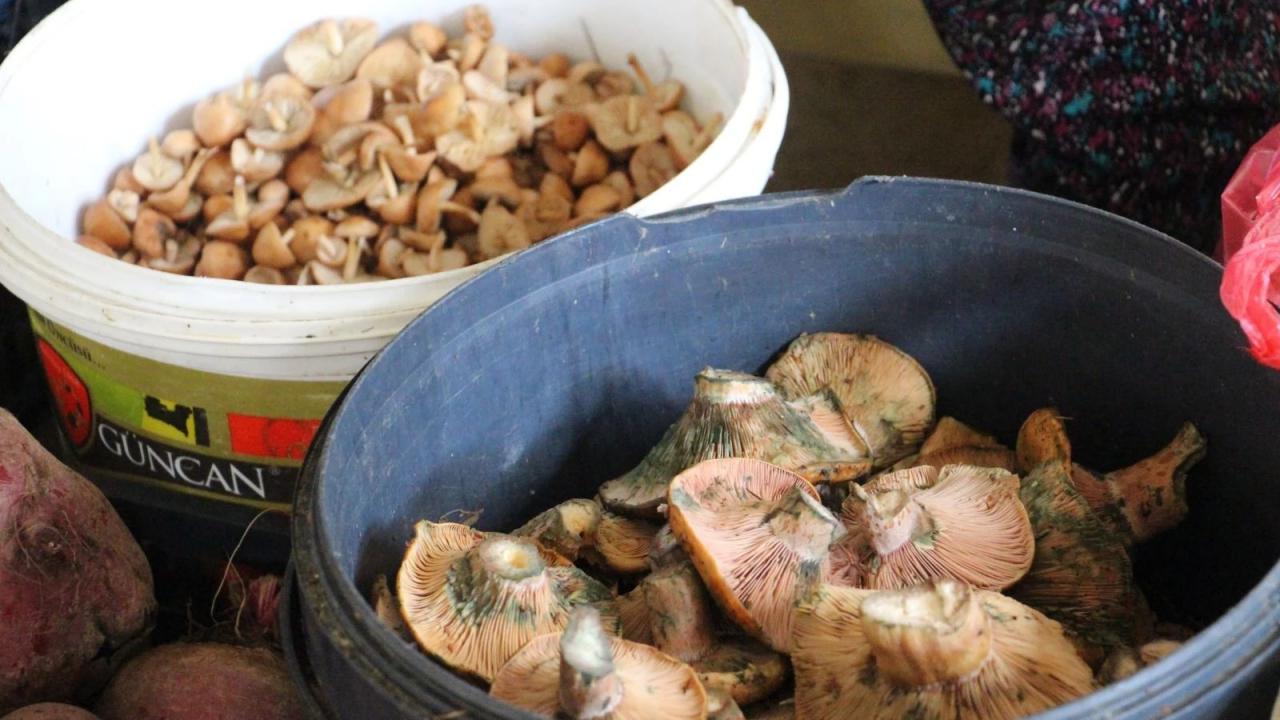 Vatandaş dağdan kova kova topladı, kilosu 400 liradan sattı
